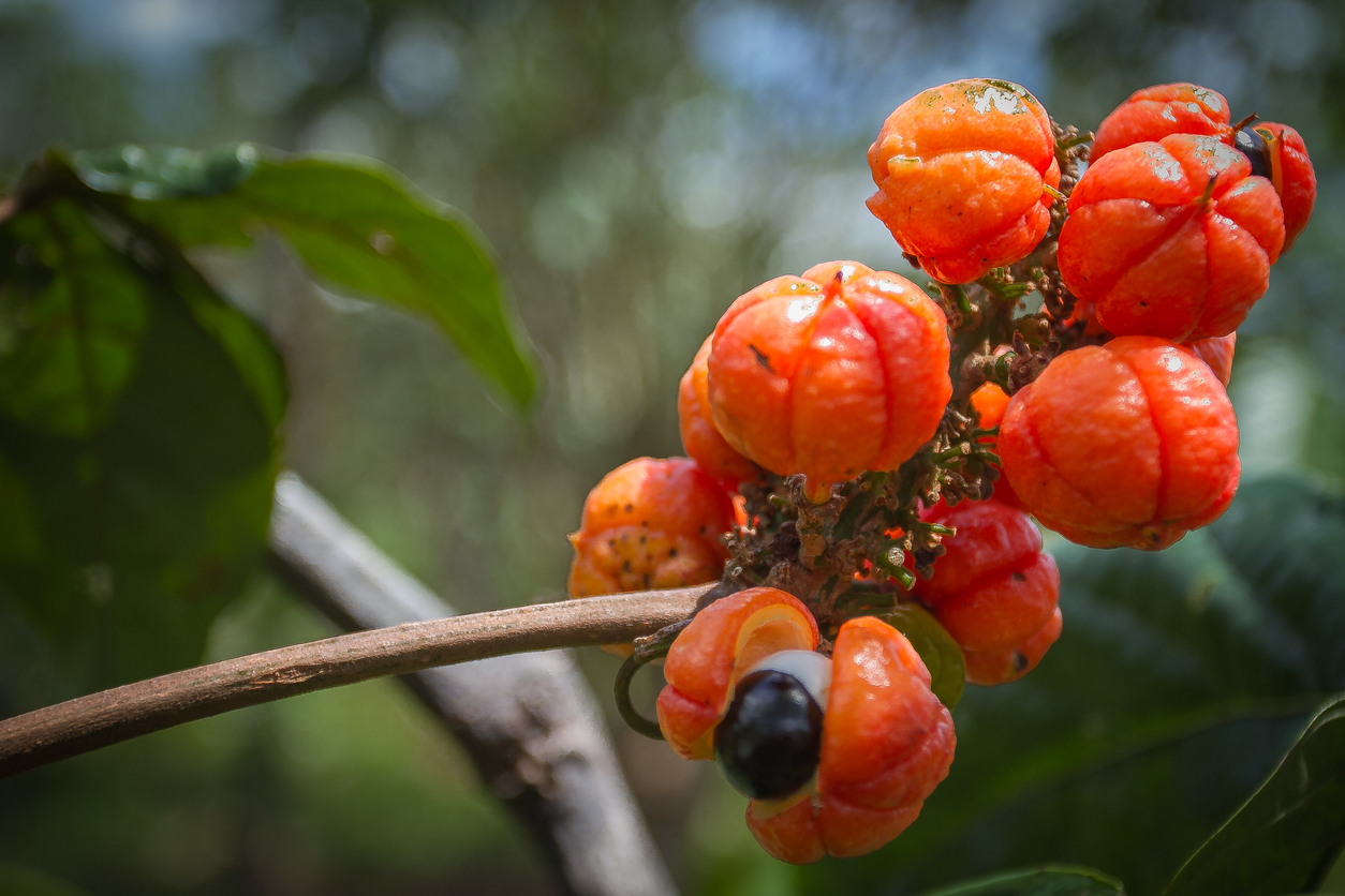 caffeine guarana 